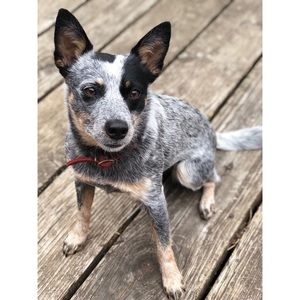 Meet your Posher, Mackenzie